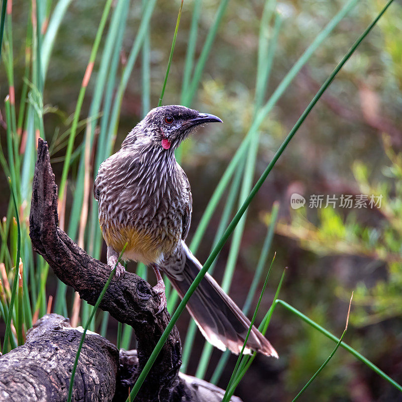 红Wattlebird (Anthochaera carunculata)